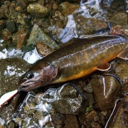 ＧＷ終盤の渓流で苦戦 ～長良川水系～